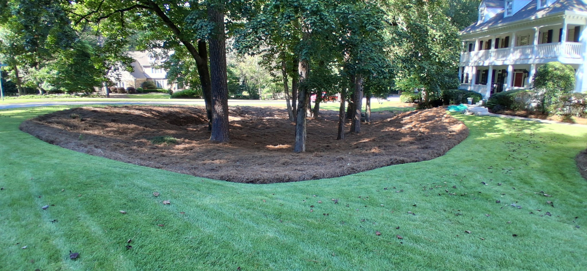 Finished pine straw tree island beside a residential lawn